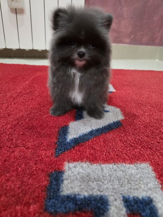 Pomeranian blue mascul