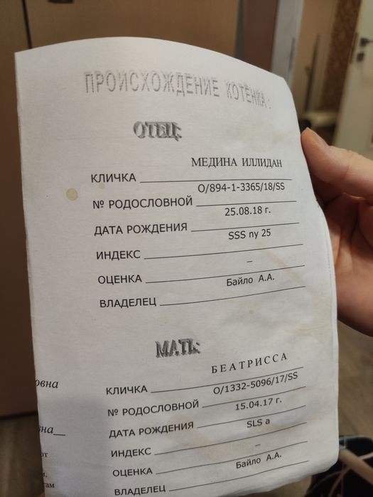 Котята скотиш фолд и стрейт