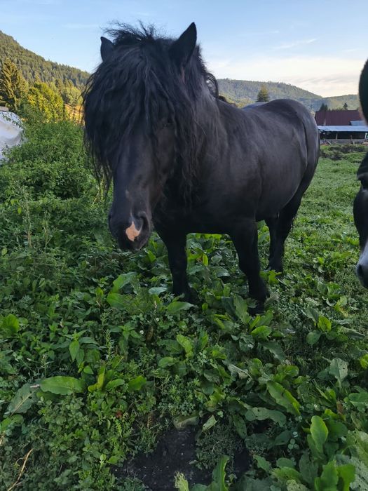 Vând cal negru de 5 ani. Pentru detalii sunați la 0753948903