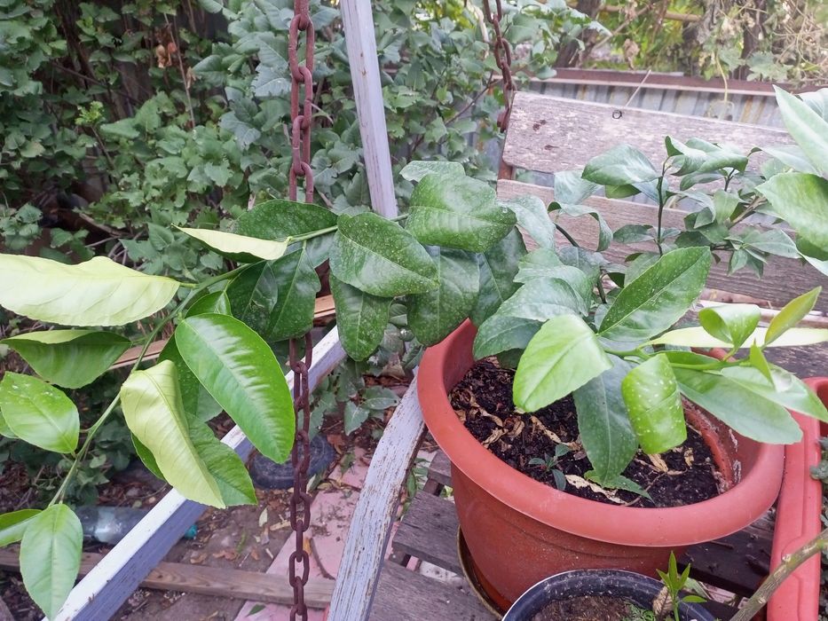 Лимон комнатный взрослый