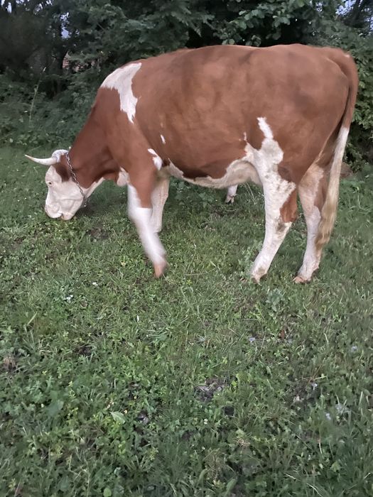 Vand vaca baltata romanesca