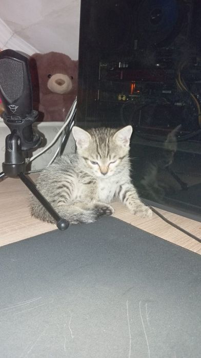 Котенок ищет семью и личный диван!
