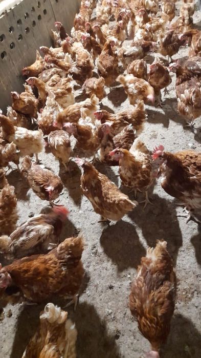 Vând găini outoare