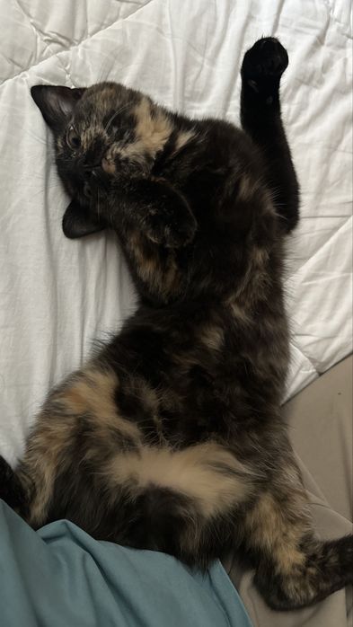 Мысық марғау кошка котёнок