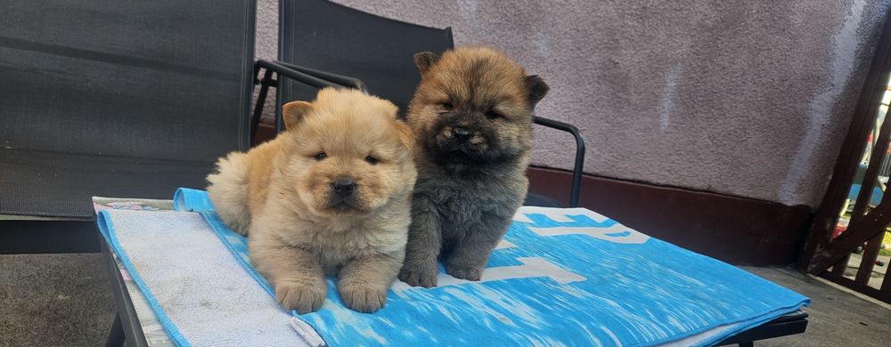 Vand căței chow chow