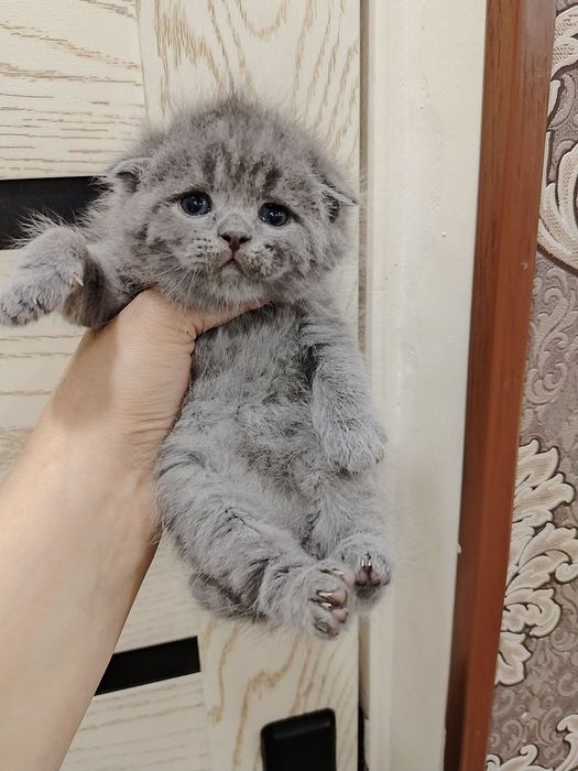 Sotiladi zoti toza skotish fold strayt qiz ogil bor
