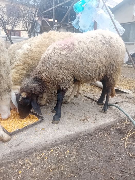 Doua carabase sârbești