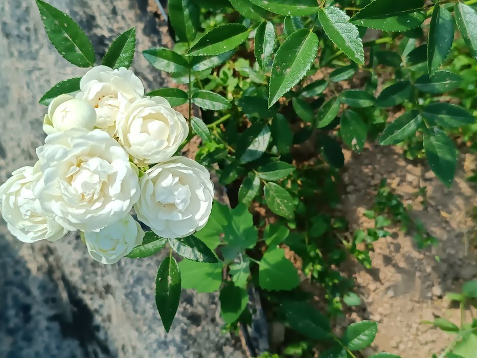 Yer sotiladi kuchmas mulk