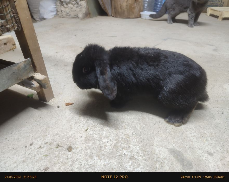 Quyon bitta onas va yetta bolas bor