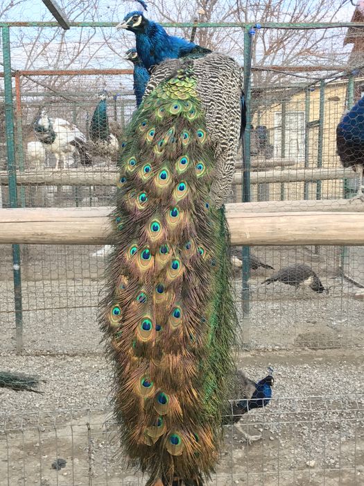 Pauni arlechin de vanzare