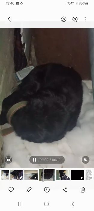 Найдена собака в центре