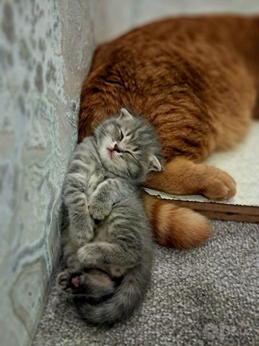 Шотландские котята — фолд и страйт