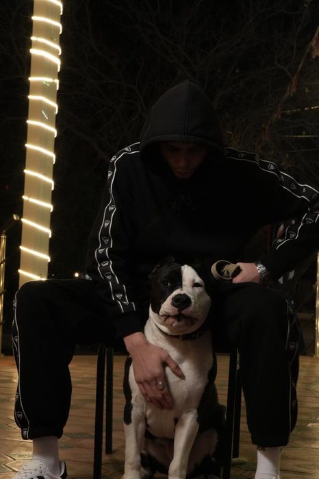 Собака чистокровный королевский Стафф на вязку