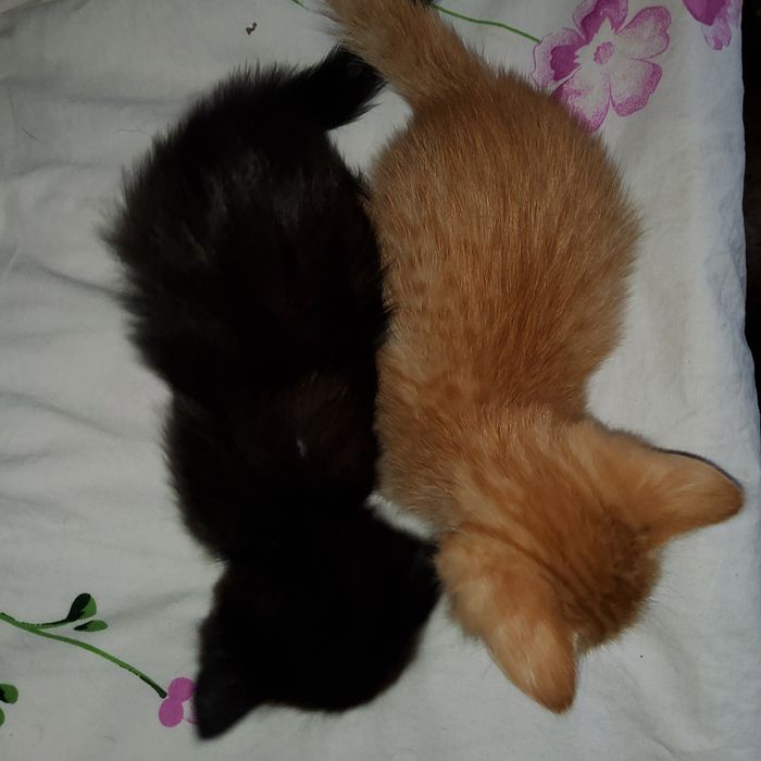 Отдаются котята в добрые руки