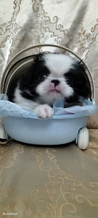 Щенки японского хина.