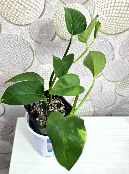 комнатные цветы  драцена..сингониум.