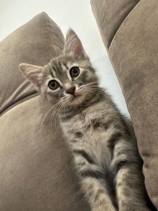 Отдам в хорошие руки.