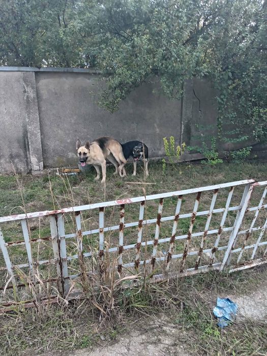 Продавам кученца