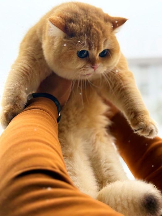 Zalataya Shinshilla ny12 VYASKA