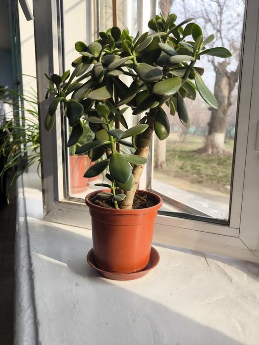 Домашний цветок в горшке Денежное дерево