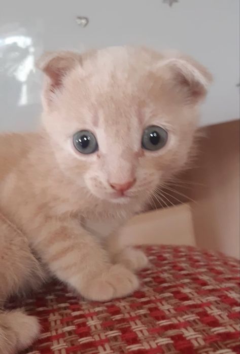 Котенки породистые