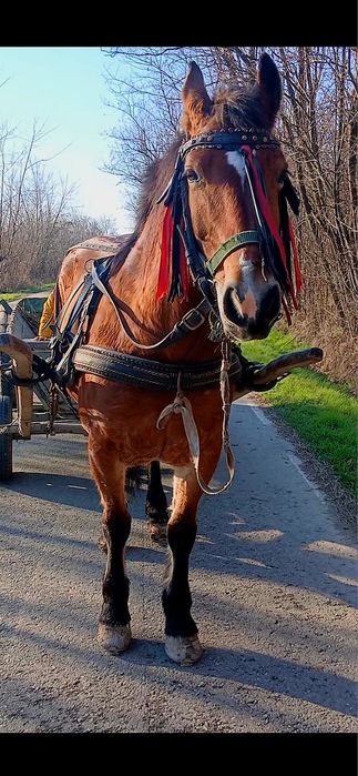 Iapa de vânzare de 6 ani