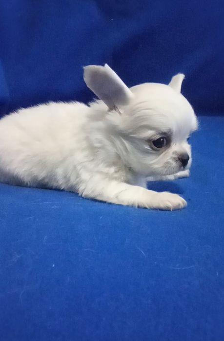 Для ценителей породы