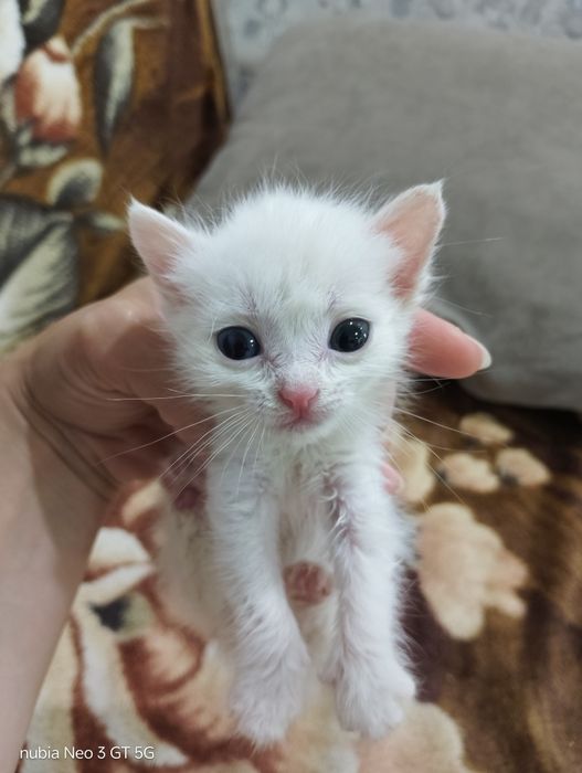 Отдам даром котят