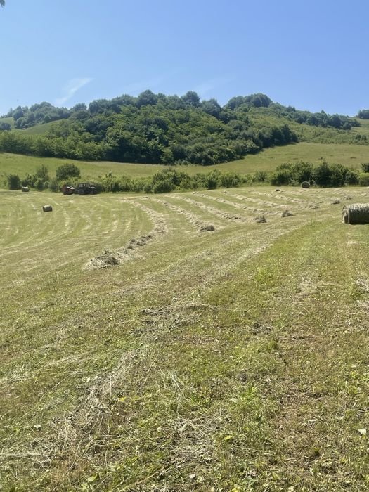 Vand fan din anul acesta