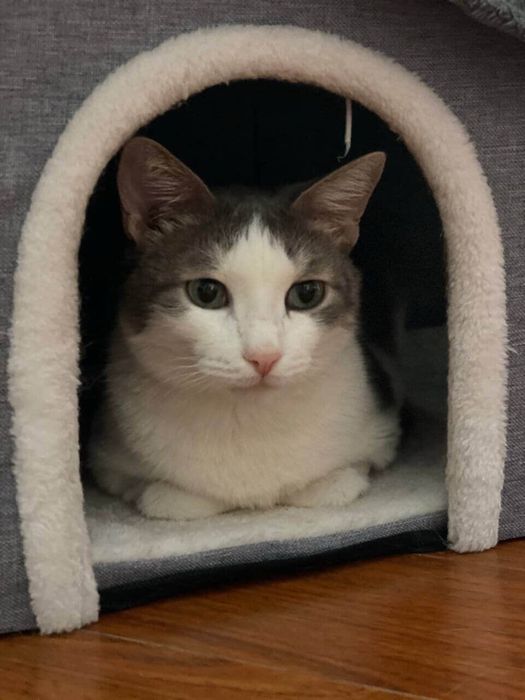 Кот в добрые руки