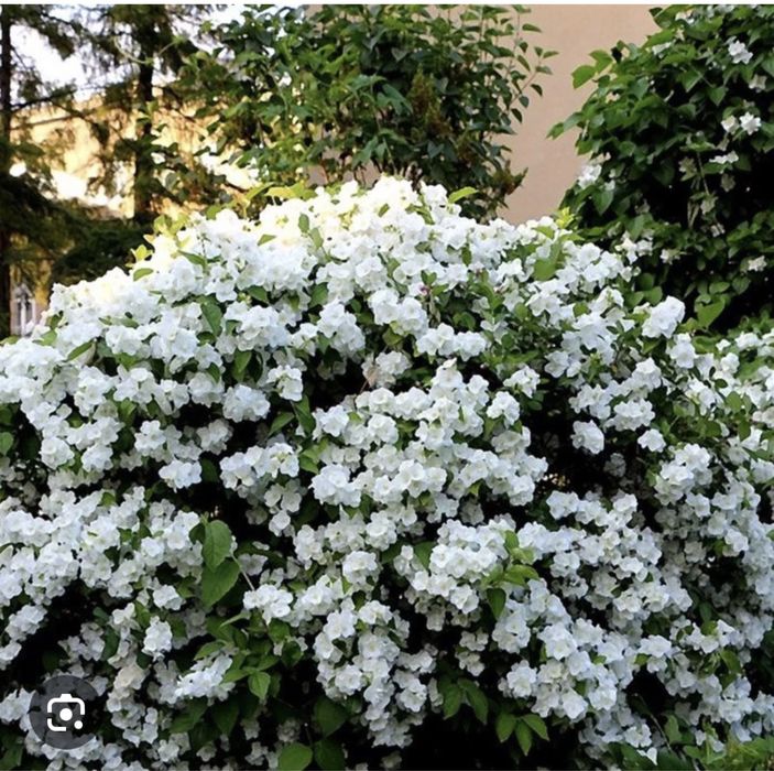 Чубушник Жасмин