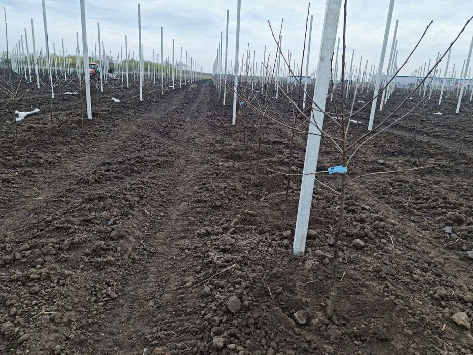 Infiintam livezi alun nuc pomi fructiferi plantare completa