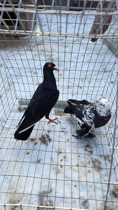 Голуби (көгершіндер) сатылады