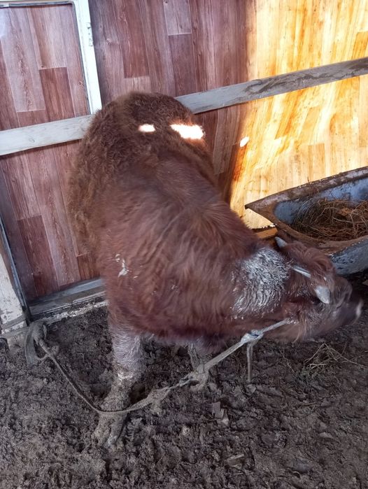Еркек басбак саттылады