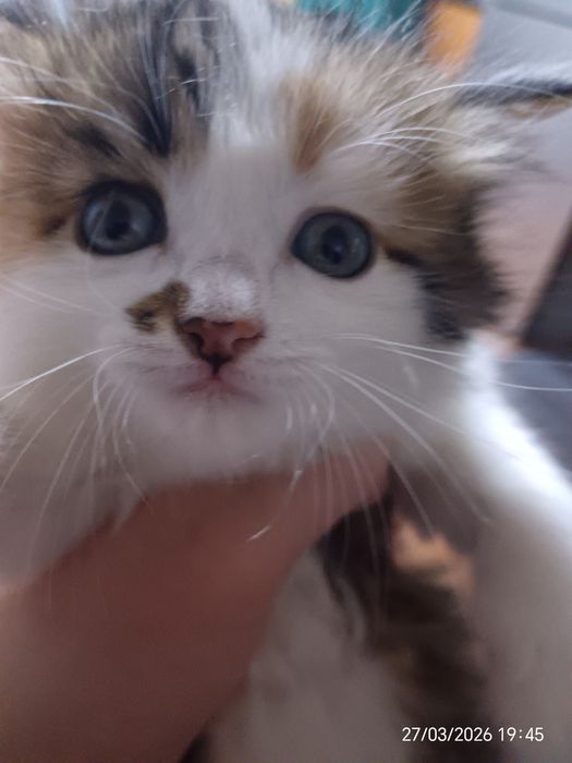 Отдам котят в добрые руки