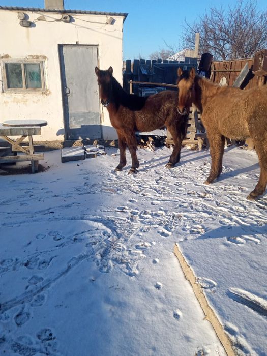 Жабағы сатылады 2 бас