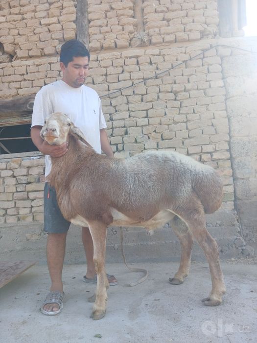 Qochqor bor Arashan