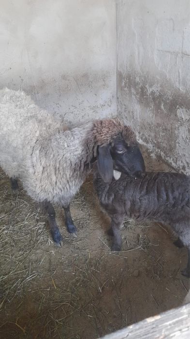 Қой баран сатылады