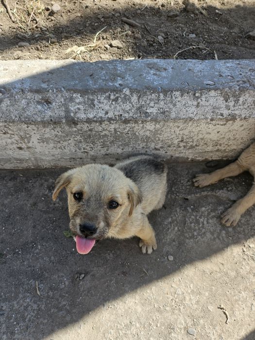 Щенки в добрые руки