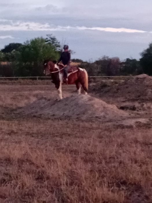 Iapă de echitație