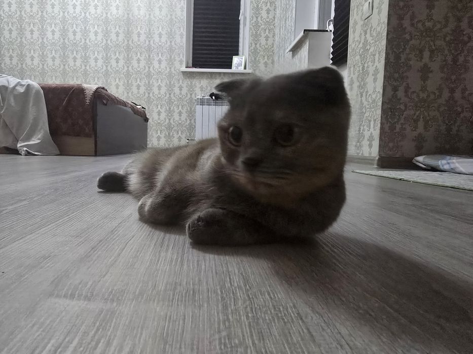 Отдам кошку в хорошие руки
