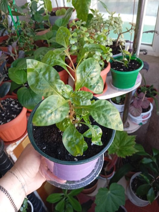 Продам цветы комнатные