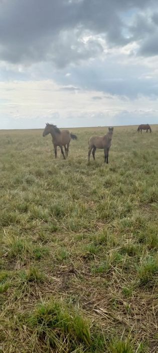 Продам двух жеребят девочки