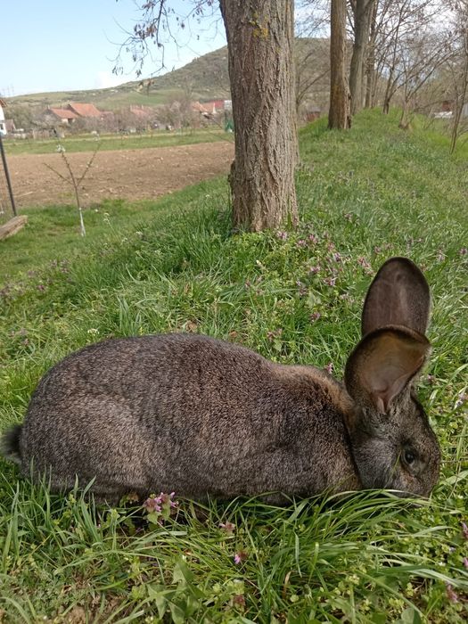 Iepuri pui și maturi