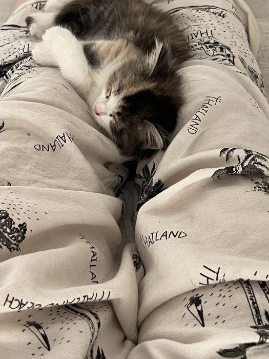 Котенок, девочка