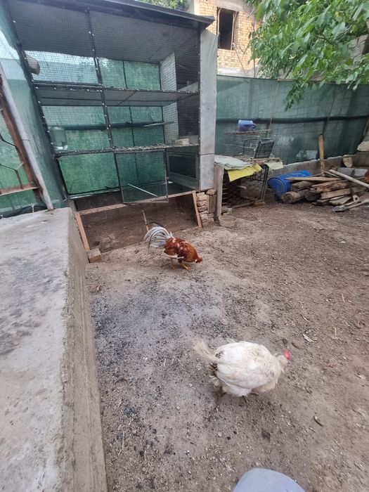 Хурозлар сотилади