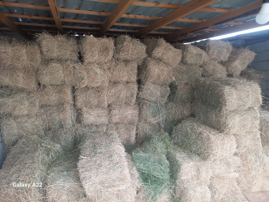 Шөп бар сатылады