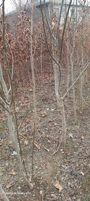 Можжевельник ва ясин кучатлар сотилади