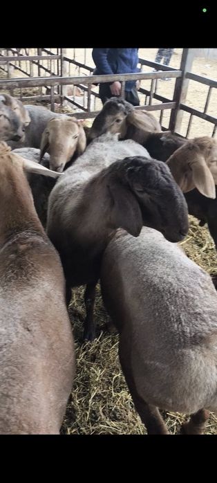 Курбан айтка кой кошкар