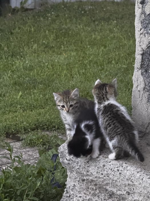 Отдам котят деревенских